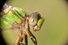 Ophiogomphus incurvatus