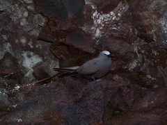 Anous stolidus galapagensis