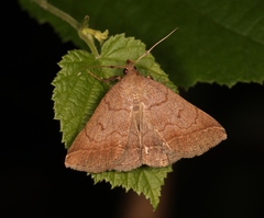 Zanclognatha lunalis