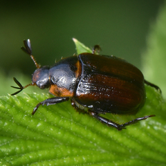 Strigoderma arbicola