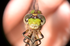 Ophiogomphus incurvatus