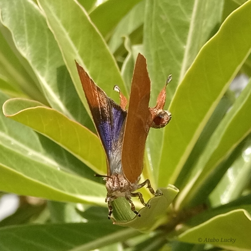 Splendid Fig-tree Blue