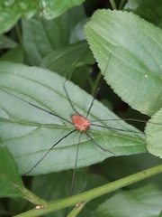 Leiobunum calcar