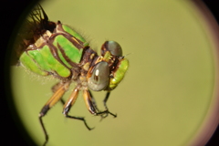 Ophiogomphus incurvatus