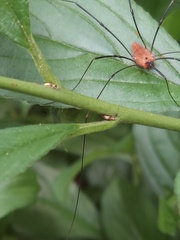 Leiobunum calcar