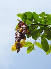 Gmelina philippensis