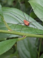Leiobunum calcar