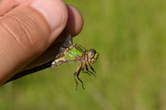 Ophiogomphus incurvatus