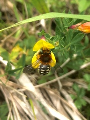 Anthidium punctatum