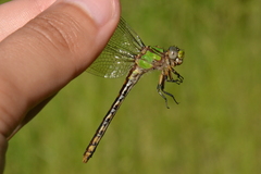 Ophiogomphus incurvatus