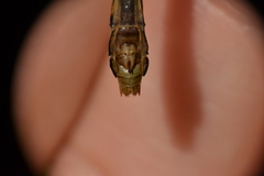 Ophiogomphus incurvatus