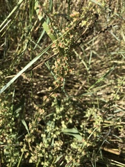 Rumex dentatus