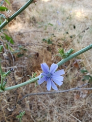 Cichorium intybus