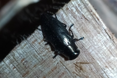 Chrysobothris dorsata