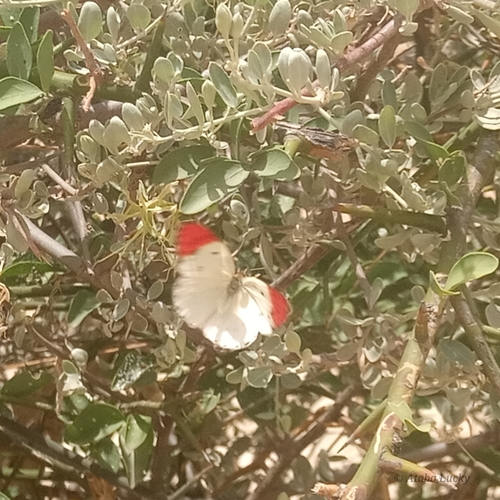 African Banded Scarlet Tip