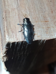 Chrysobothris dorsata