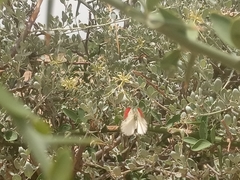Colotis danae eupompe