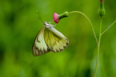 Ascia monuste eubotea