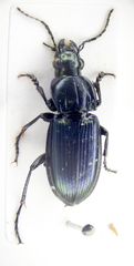 Poecilus lepidus