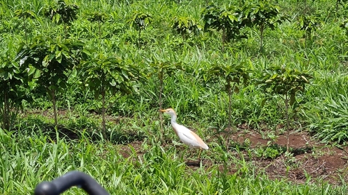 Bubulcus ibis image