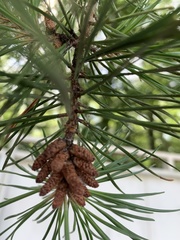Pinus