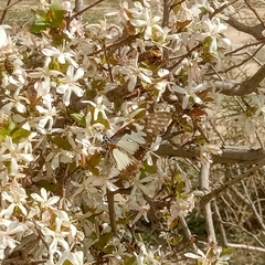 Graphium angolanus baronis
