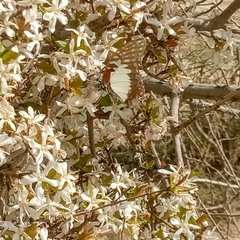 Graphium angolanus baronis