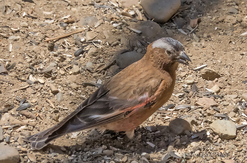 California Gray-crowned Rosy-Finch