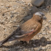 Sierra Nevada Rosy-Finch - Photo (c) Joseph Morlan, some rights reserved (CC BY-SA), uploaded by Joseph Morlan
