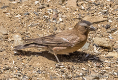 Leucosticte tephrocotis dawsoni