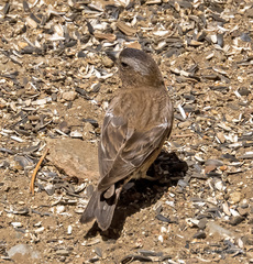 Leucosticte tephrocotis dawsoni