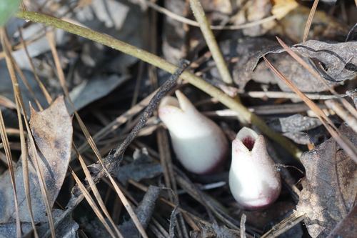 taxonomy_inaturalist image for Jug