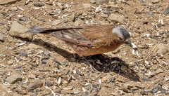 Leucosticte tephrocotis dawsoni