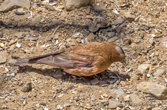 Leucosticte tephrocotis dawsoni