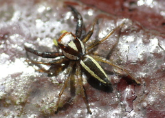 Epocilla calcarata