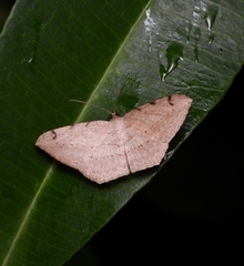 Probithia imprimata