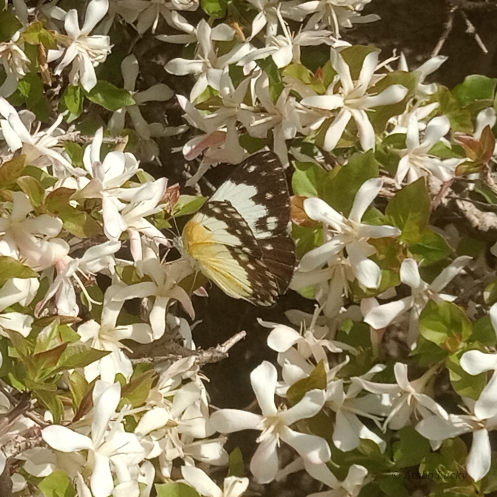 Veined Golden Arab