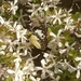 Colotis vesta amelia - Photo (c) Lucky Atabo Okpanachi, some rights reserved (CC BY), uploaded by Lucky Atabo Okpanachi