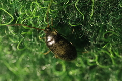 Hymenalia rufipes