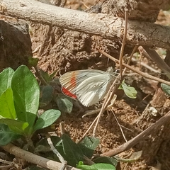 Colotis antevippe antevippe