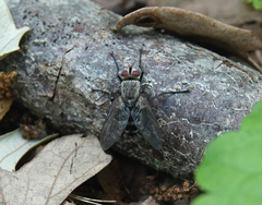 Microphthalma disjuncta