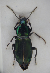Poecilus lepidus