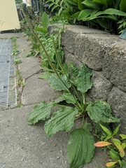 Plantago major