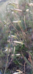 Silene chlorantha