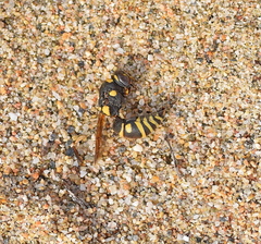 Syneuodynerus egregius