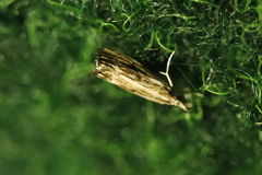 Catoptria verellus