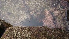 Echinothrix diadema image