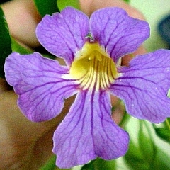 Bignonia