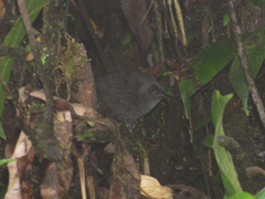 Scytalopus vicinior