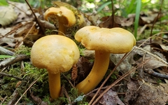 Cantharellus appalachiensis